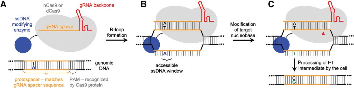Curr_Protocols's tweet photo. Base-editing technologies enable the introduction of point mutations at targeted genomic sites. Here, @KomorLab et al., describe protocols for using #BaseEditing to generate single‐nucleotide‐variant clonal cell lines.

➡️https://t.co/gOSxkvZfvp 

#CRISPR #CurrentProtocols https://t.co/kogVZNVqBx
