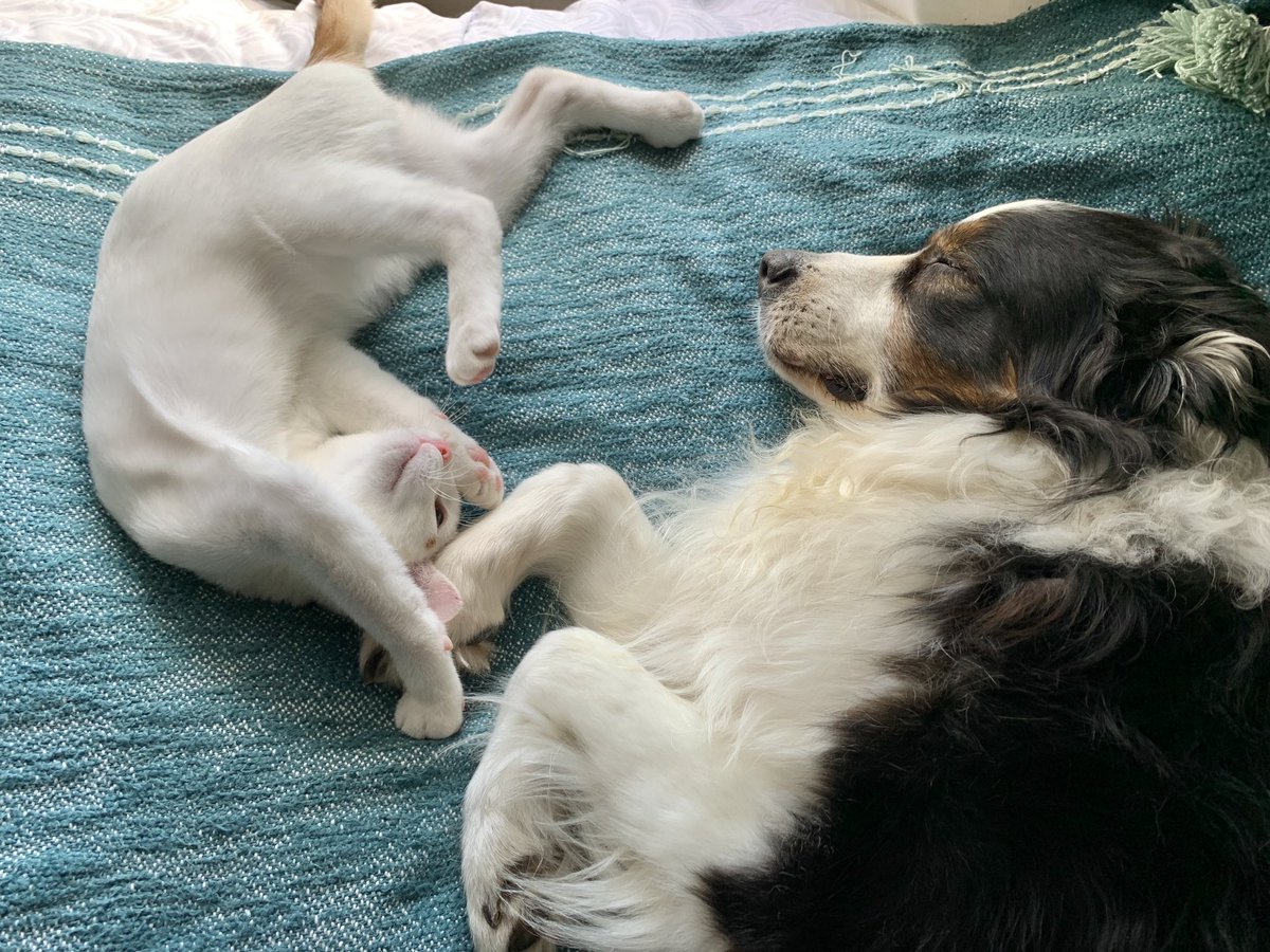 Grateful for these two goofballs. Pets make life so much richer and more enjoyable! #CTEGrateful