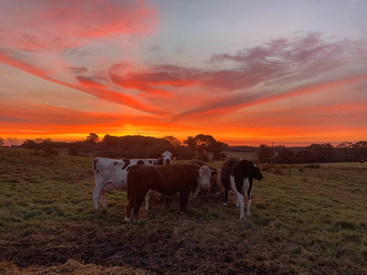 Will Gilmer tweet media