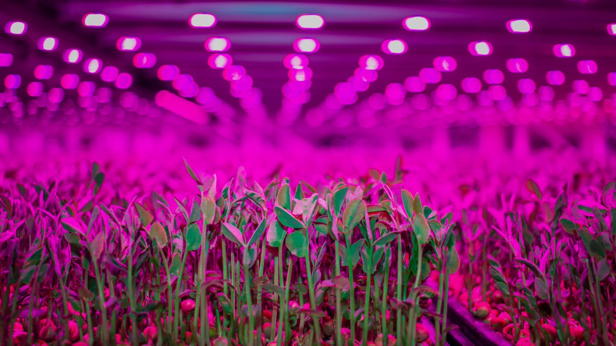 goodleaffarms's tweet photo. Just like these little leafy greens, we’re growing too!🌱 Keep your 👀 peeled in the coming weeks for more #GoodLeaf products available at local #Ontario grocery stores near you. https://t.co/izSQ9IfGix