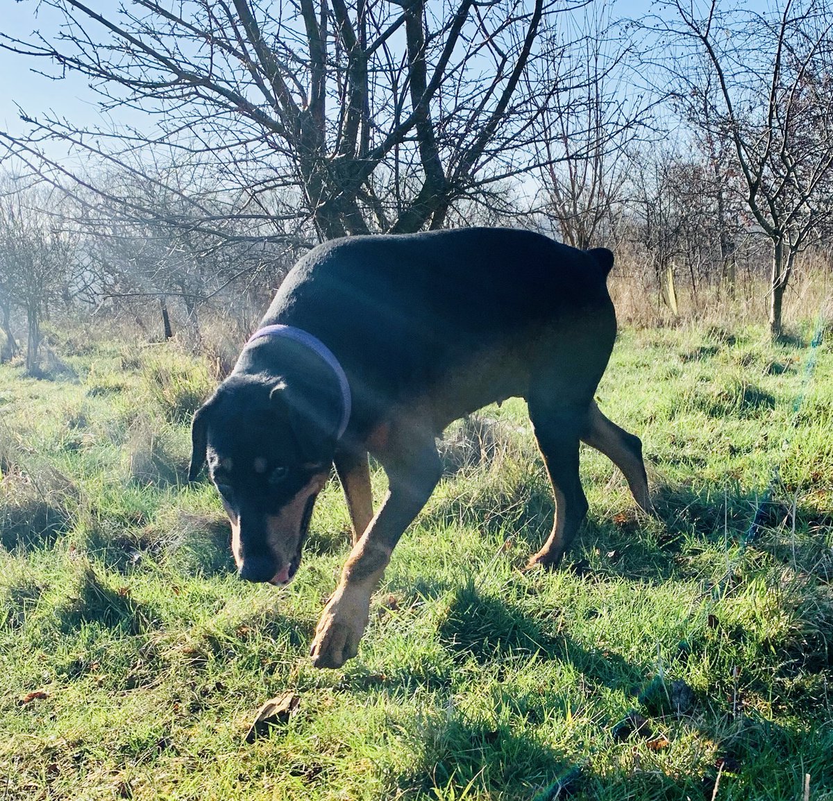 DobermanRoxythe's tweet photo. #ThrowbackThursday
Exactly 12 months ago today here’s Roxy returning from sticking her head down yet another rabbit hole 🙄
#AlwaysOnAMission
#RIPRoxy ♥️🐾 🌈 https://t.co/cO2mSwW3cy