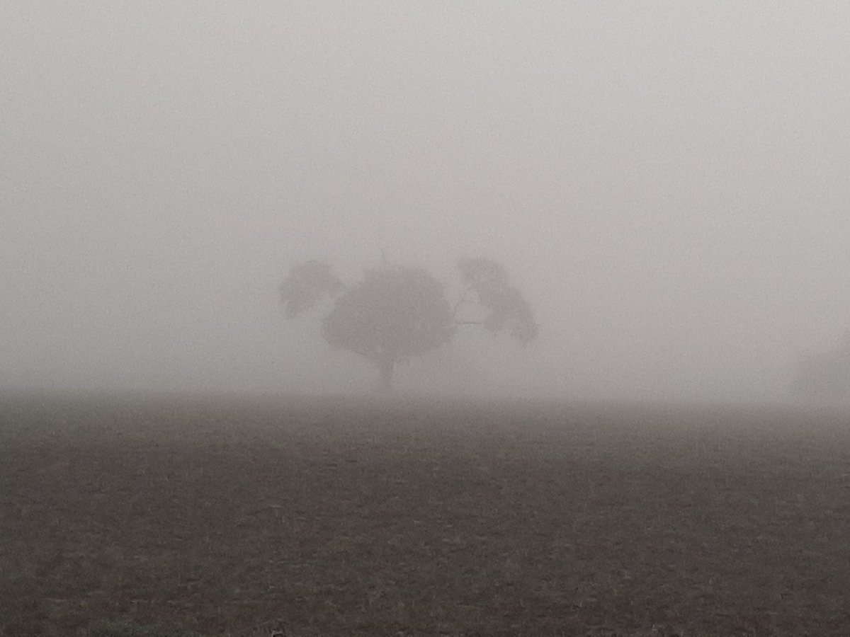 Dellboy29670181's tweet photo. #LockdownLaugh
This morning whilst walking the dog in Berkshire-not-on-sea, we were stalked in the fog.
I believe this is evidence that #Ents are real?
The size of the ears on this one! https://t.co/WEhF5qPL3d