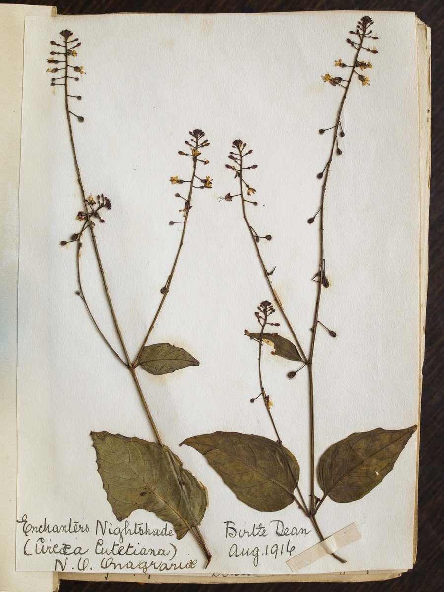 BuryArtMuseum's tweet photo. We're closed but you can still visit #BAMOnline!

Our page of #activities, #collectionfeatures, and recommendations has been going strong since April and this month we're looking at 'collections'.   

📷'Enchanters Nightshade' specimen, Crompton &amp; Carr.

https://t.co/hfBDyaFhH2 https://t.co/gTHYxs47ln