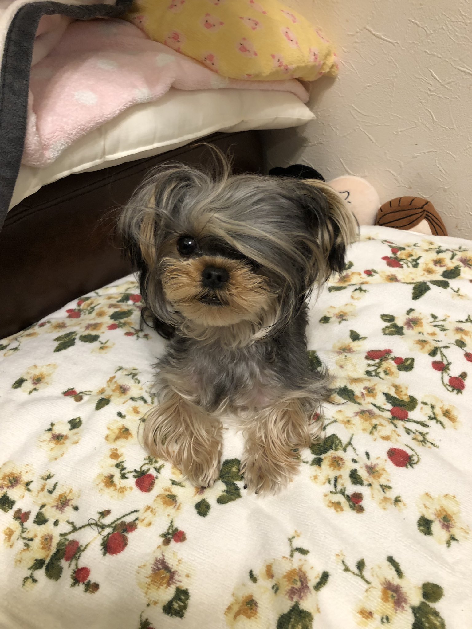 ハッピー ヨークシャーテリア Voshobqpps7bowe Twitter