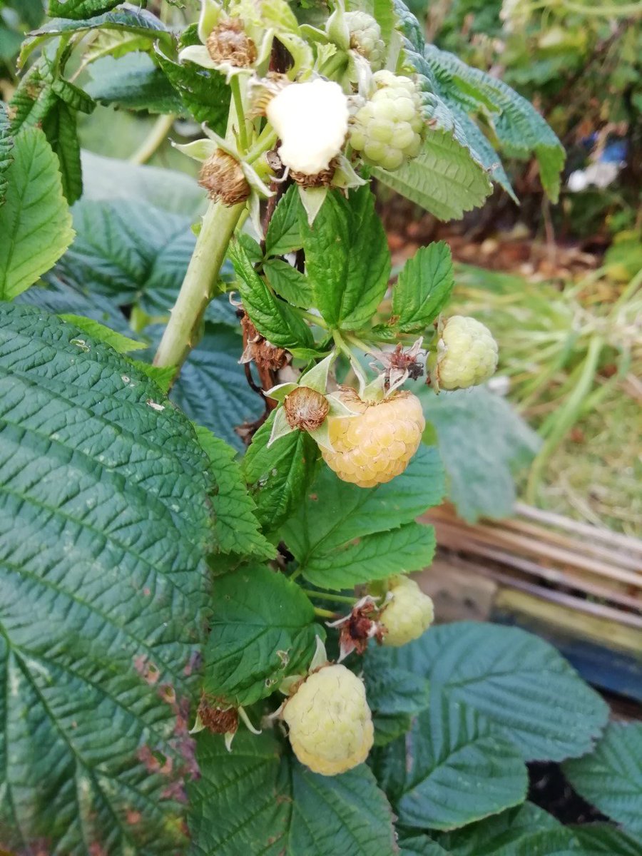 Skerries Community College Photography Club tweet media