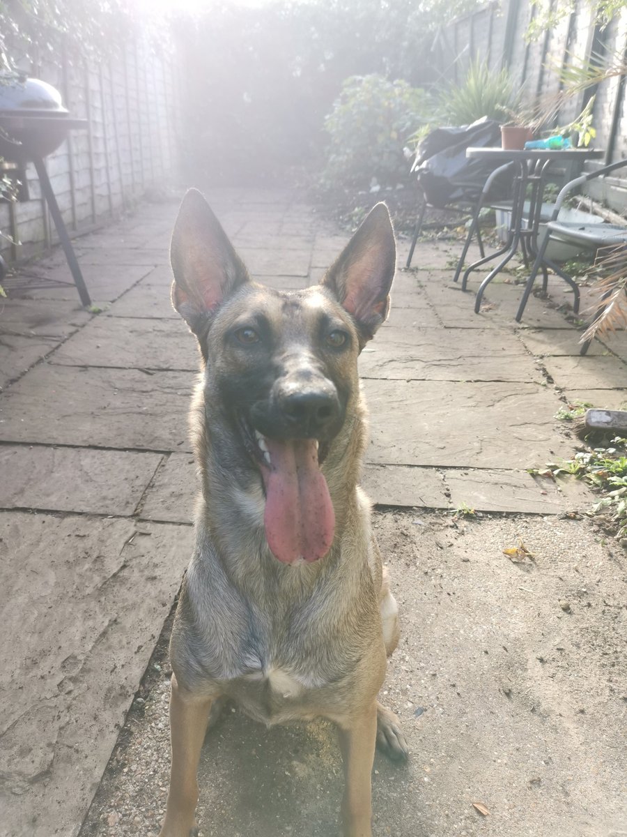 LukeWatts1's tweet photo. The joys of working from home again is the lunchtime madness with this one!

#StayHome #malinois #lumchtimeplaytime https://t.co/zvo2aenweE