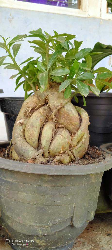erphyo's tweet photo. .kalii ada yg mau adopt Bonsai adenium ku.....  Usia 4,5thn. https://t.co/T3V6SQ0zjH