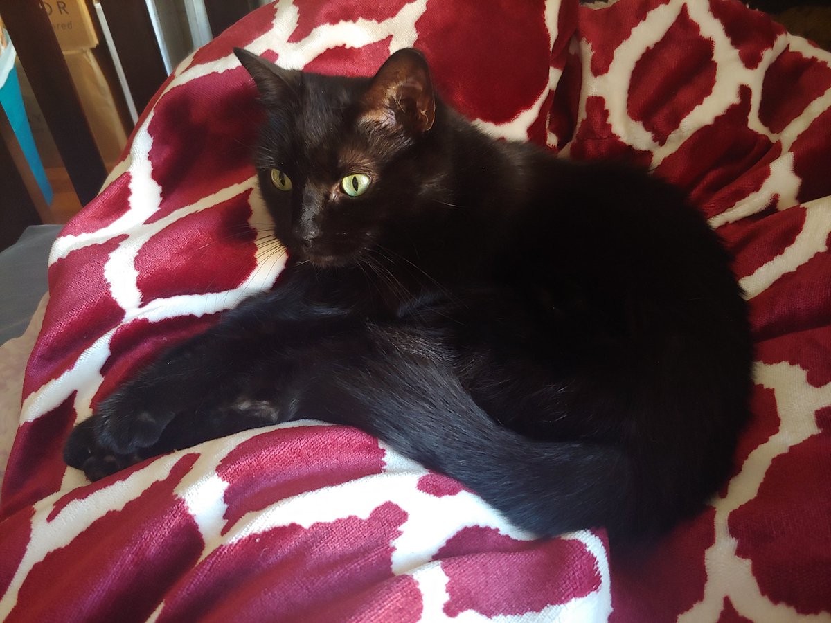 breathingdreams's tweet photo. This child came and sat on me as soon as she knew I was awake, and has been here for an hour and a half. I fear I must soon disturb her rest so that I can eat food. https://t.co/LbIuq9LHB3
