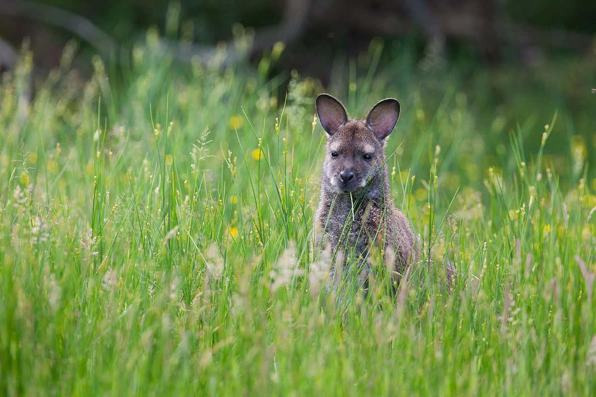 newscientist's tweet photo. There have been nearly 100 sightings of wallabies across the UK in the past decade
https://t.co/zjBW6Ei9o8 https://t.co/fkI3IRt6sz