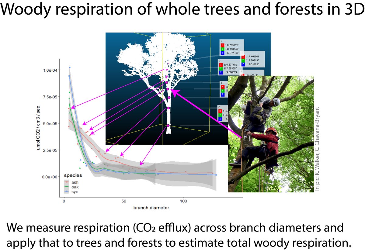 5 |  #TropiCon20Summary:1. Tree woody SA 20-50+% > previous est.2. Small branches important.3. Big implications 4 function, e.g carbon budgets, including scaling respiration Collabs pt2:  @M_Herold_WUR  @bjenquist  @InverseTampere  @BoniVicari  @chinolaulima A. Burt K. Walker