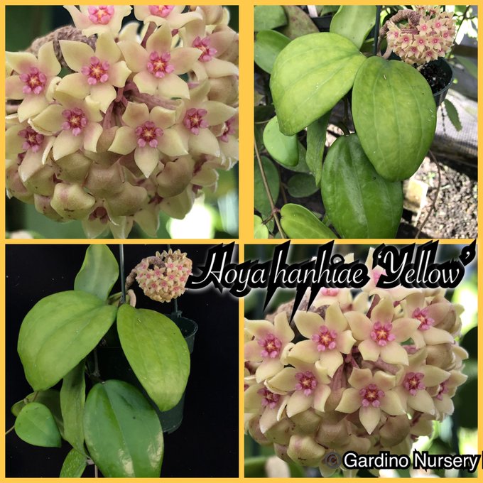 緑花hoya Schneei Www Hermosa Co Jp