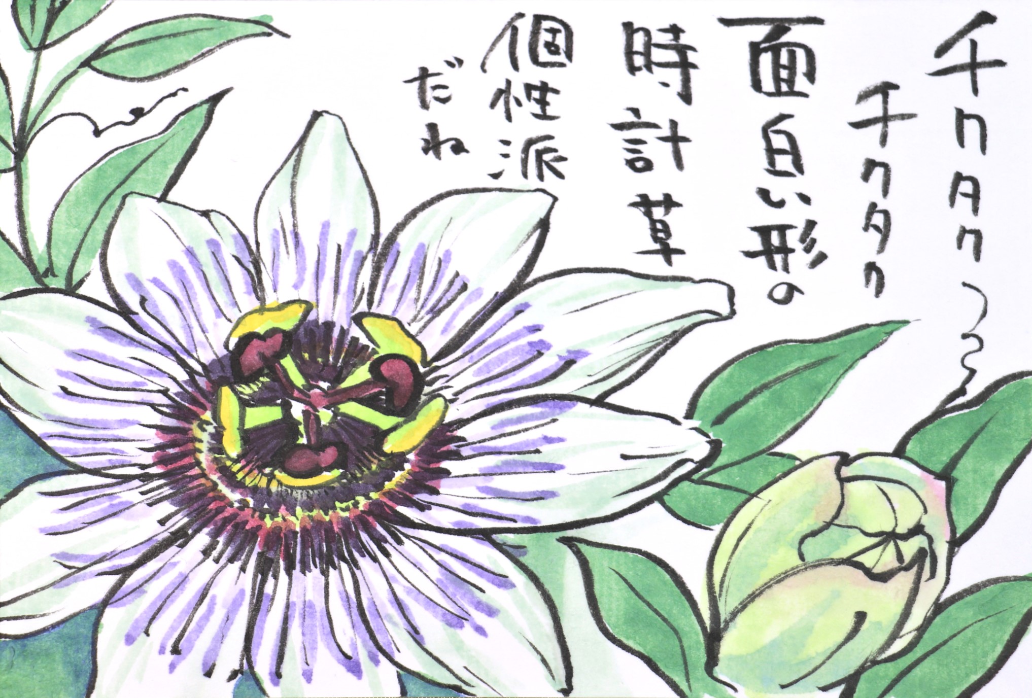 快適art絵手紙 時計草は別名パッションフラワー シクラメンは今からの時期にぴったりですね Youtubeの描き方動画 時計草https T Co Nhlt32c7z0 シクラメンhttps T Co 1pwn5oxldr 快適絵手紙 イラスト T Co Khtd4ovpkj Twitter