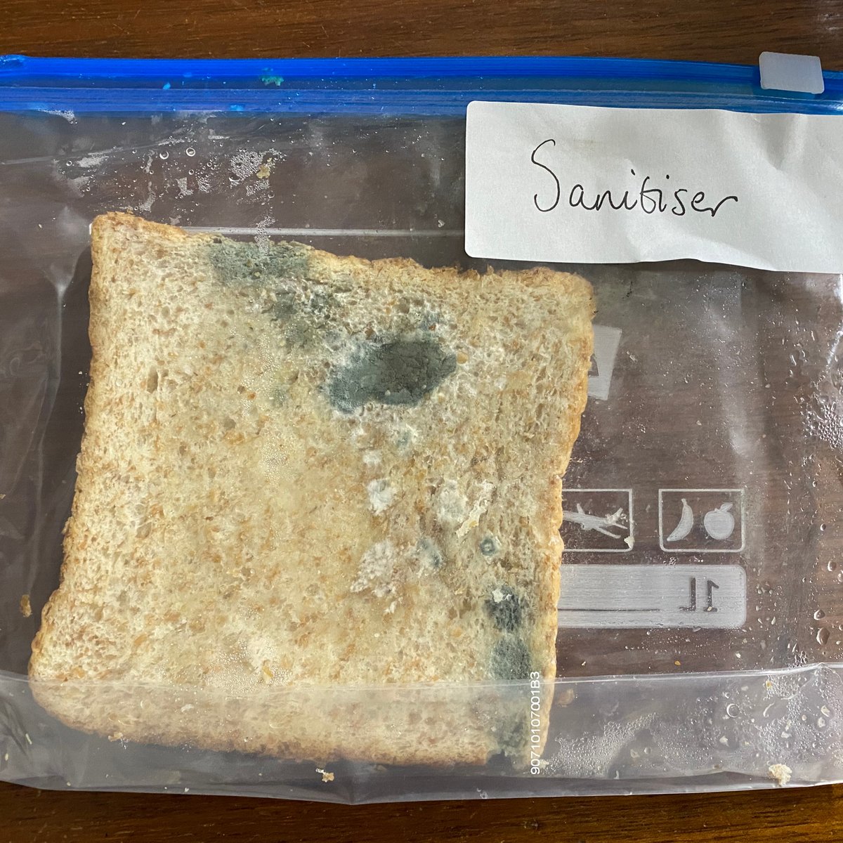 QueenMarysSch's tweet photo. At the end of the last half term, Year 6 conducted a 'Holy Moldy' - Hand Washing experiment.
The girls wanted to share a report with the rest of the school to show that santising may not be as effective as we all thought. 🧫
#QMarysScience #qmarysprep #experimentsforkids https://t.co/L52zmwAPGd