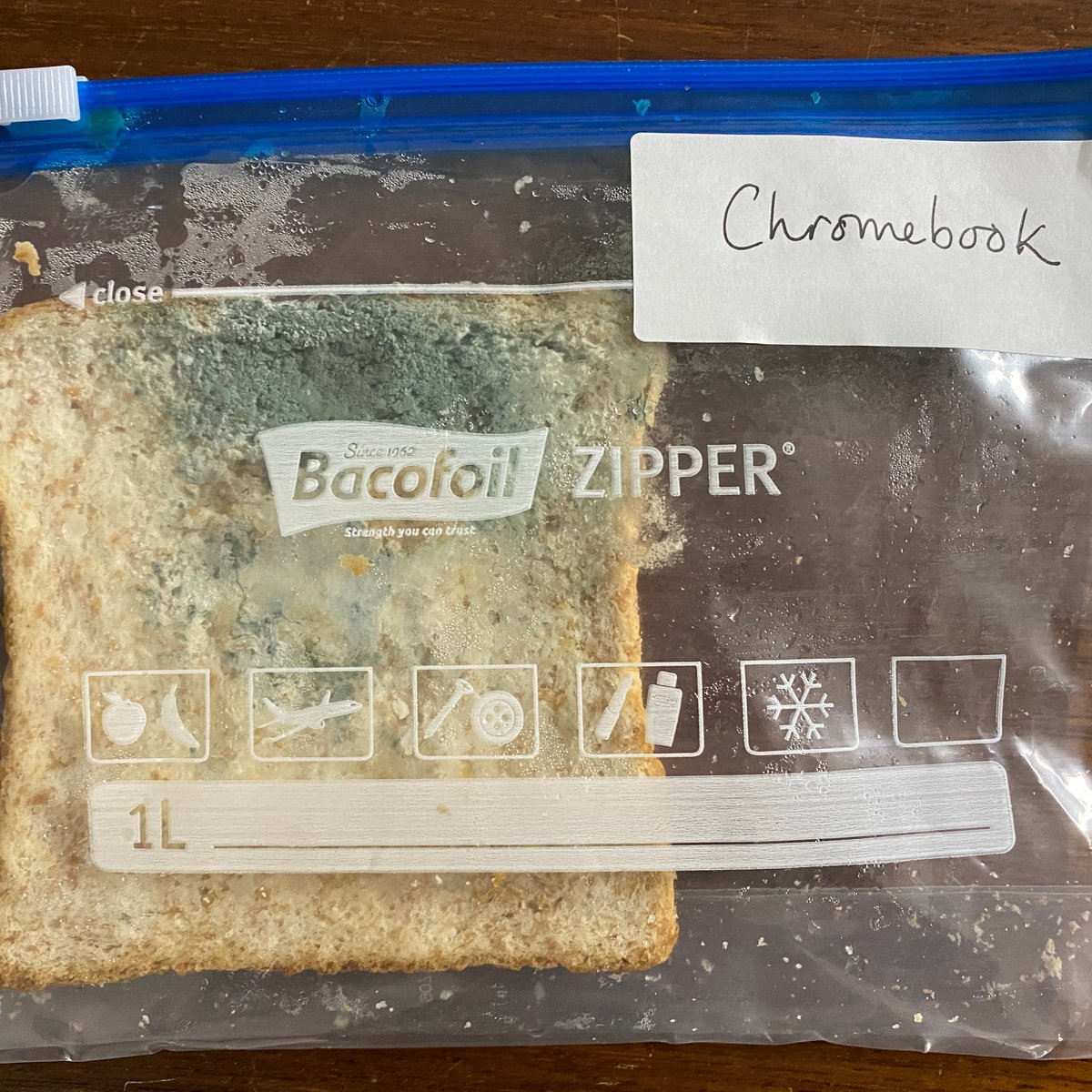 QueenMarysSch's tweet photo. At the end of the last half term, Year 6 conducted a 'Holy Moldy' - Hand Washing experiment.
The girls wanted to share a report with the rest of the school to show that santising may not be as effective as we all thought. 🧫
#QMarysScience #qmarysprep #experimentsforkids https://t.co/L52zmwAPGd