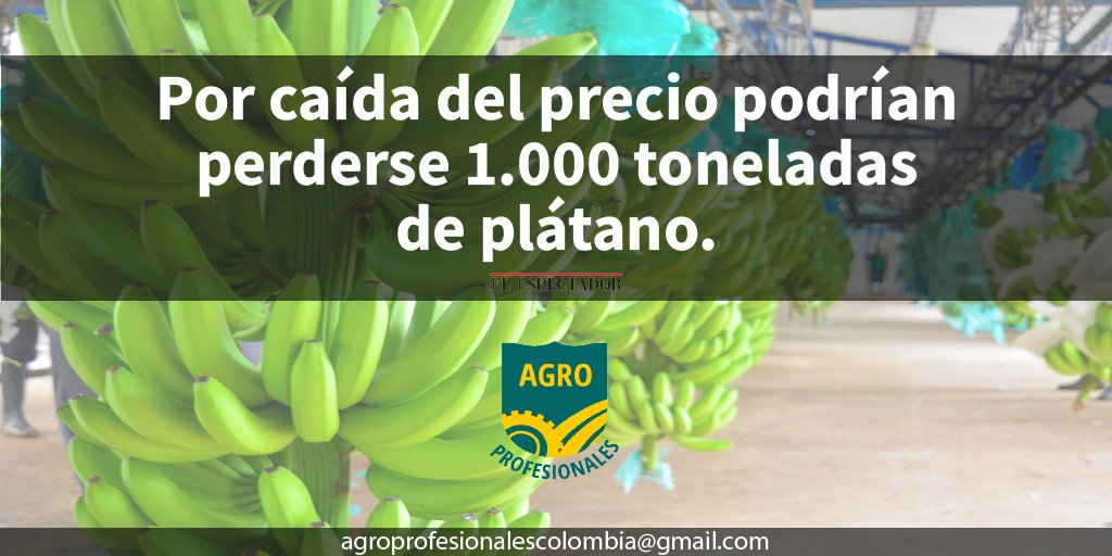 Agro_Profesion's tweet photo. "Por caída de precio podrían perderse 1.000 toneladas de plátano". 

Leer artículo completo en https://t.co/Da2LHKufgP

 👇 Me gusta y retwittear 👇 https://t.co/zLzILh9jVy