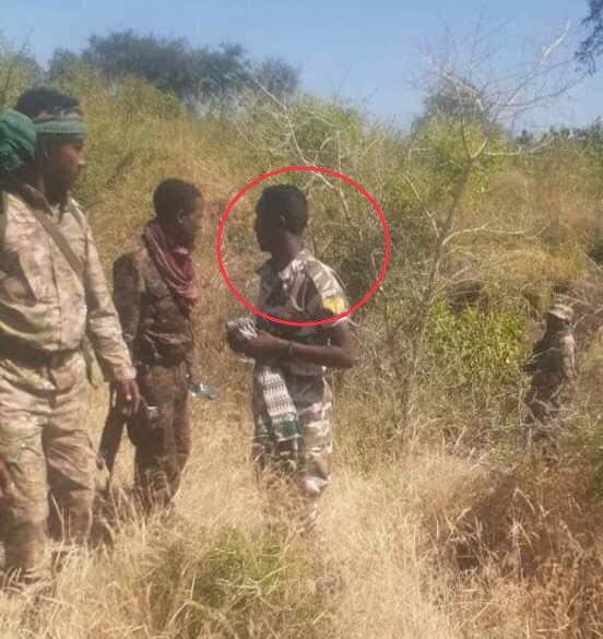 A number of TPLF Militia now surrendering to the joint ENDF and Amhara Region special forces peacefully. Majority of the militia are being recruited to fight against their will. As November is harvesting season in the region, the militia wish to return and collect their crops.