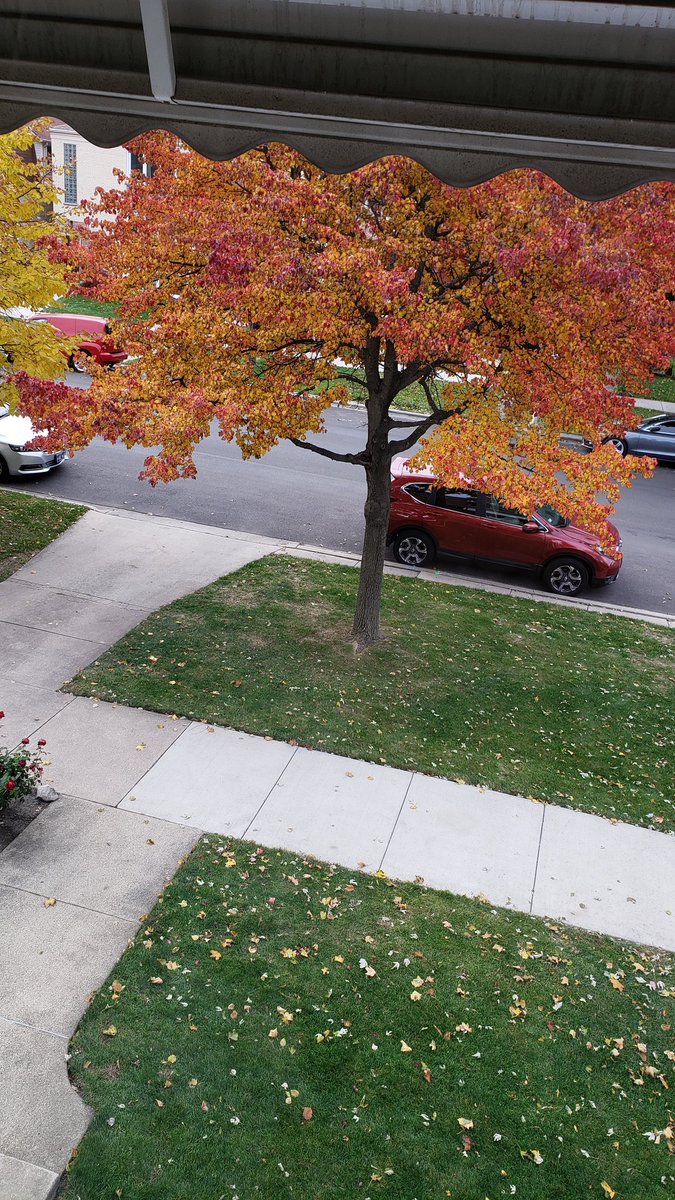 Splinteredones's tweet photo. View out our window.  #signofautumn #treeonfire https://t.co/22zVKfma8Q