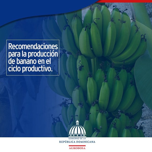agrodosard's tweet photo. La siembra de #banano es exigente en nutrientes, requiere de suelos fértiles o bien fertilizados, de texturas que permitan buenos drenajes. Requiere una combinación de agua abundante, con un clima cálido. 
#Bananord

 °Click en el link para ver 👇
https://t.co/seRU1XlRdA https://t.co/zL40RSPSM0