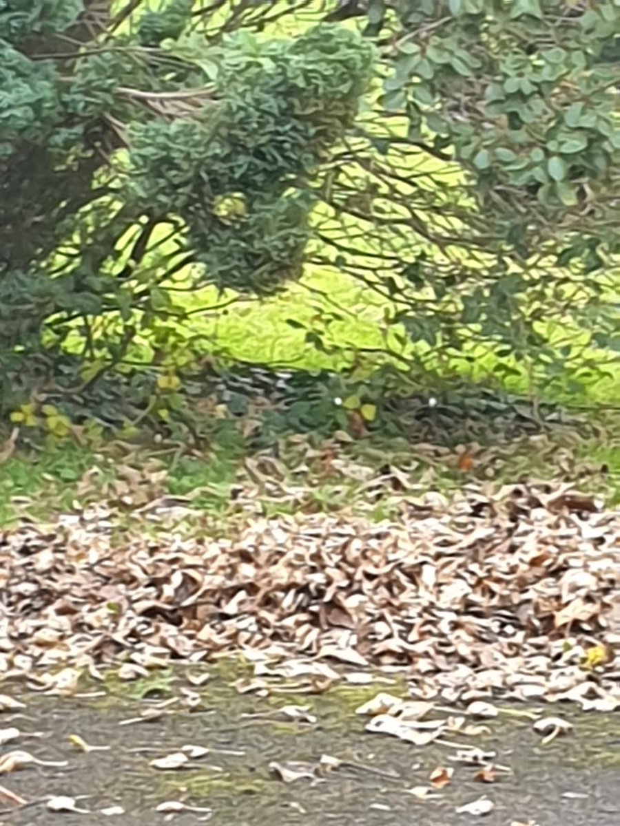 Pablo kept mostly to himself this morning, a few too many hours staring at CNN overnight. By afternoon he was playing hide and seek in the garden, deploying some of his world famous PABLOFLAGE.