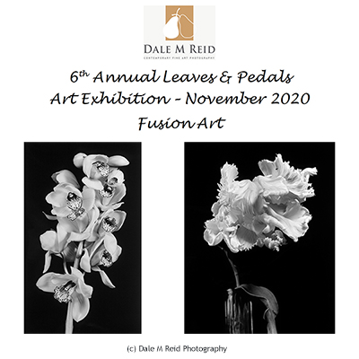 DaleMReid1's tweet image. I am pleased to announce that Erotic Cluster (left) &amp;amp; Parrot Tulip (right) was selected for Fusion Art’s juried 6th Annual Leaves &amp;amp; Pedals Online Art Exhibition during November 2020. To view exhibition #analogart #minuscolor #Canada #UnitedStates #interiordesigner #artcollector