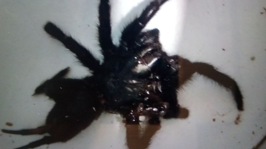 Mediavenir's tweet photo. 🇫🇷 FLASH - Un couple de #Grillon est confiné avec une araignée géante. La ferme des crocodiles, la mairie, la Spa, la #police municipale et les #pompiers se disent incompétents pour intervenir. Le couple n'arrive pas à assommer l'arachnide de 8-10cm. (France bleu) https://t.co/YxM0NnBObc