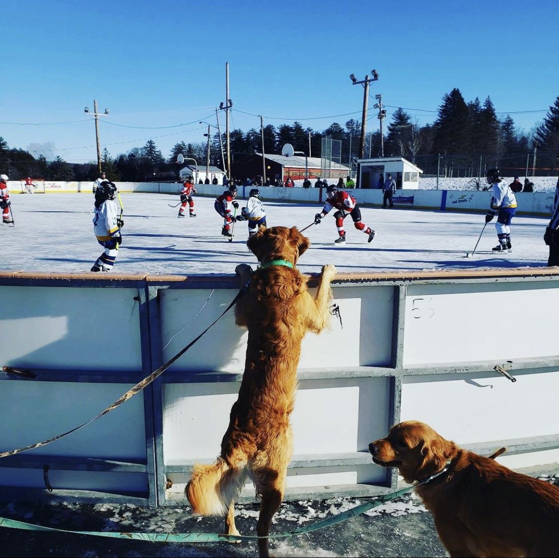 The Morning Skate tweet media