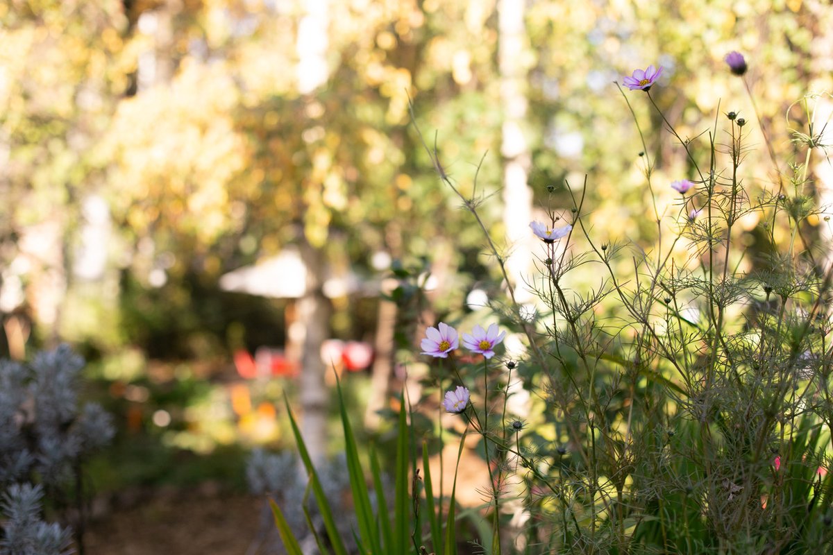 Dalston Curve Garden is looking beautiful in the winter sun today and we're happy to say that we will be open to all during #lockdown, Monday - Friday, 2-5pm. Why not step away from the grey and into the green of our trees and flowers? You can get takeaway coffee in our cafe too.