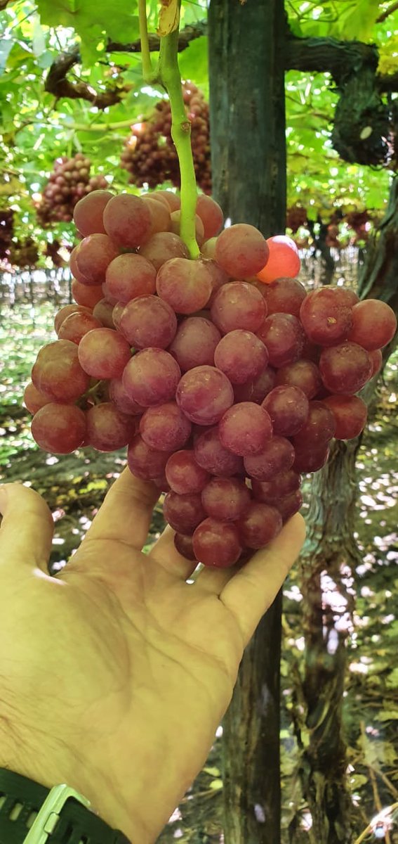 Delecta Fruit tweet media