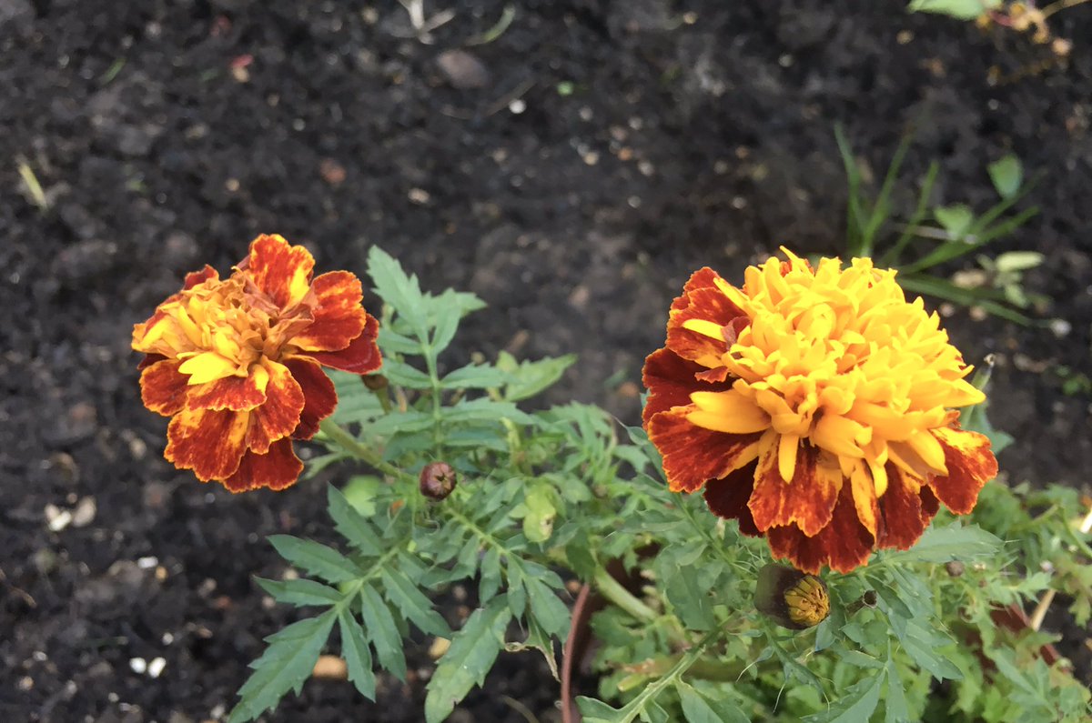 I can’t believe my marigolds and nasturtiums are still flowering after almost five months! Is it normal for them to continue blooming in the first week of November in the UK? I thought they’d die in the cold weather..?