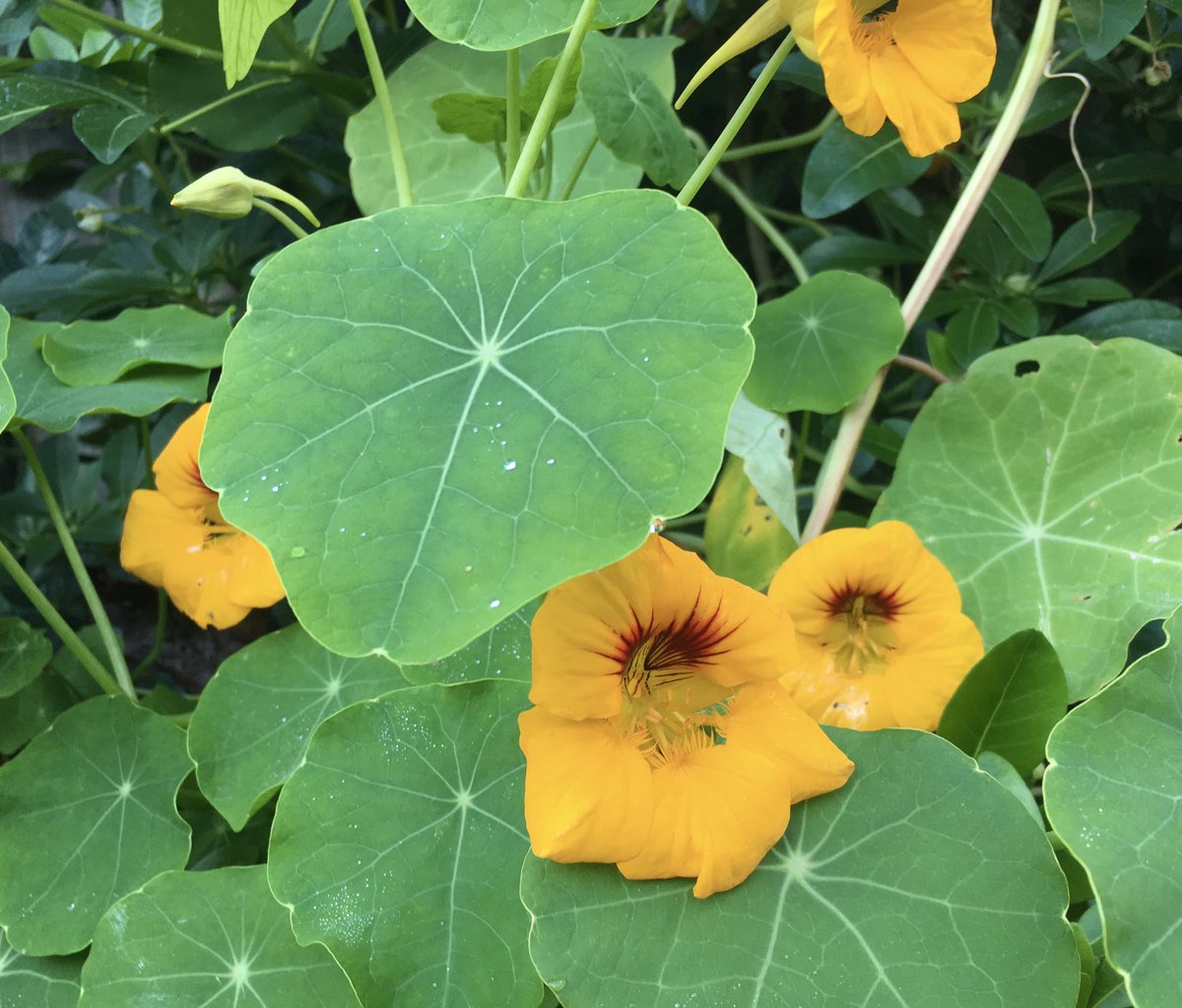 I can’t believe my marigolds and nasturtiums are still flowering after almost five months! Is it normal for them to continue blooming in the first week of November in the UK? I thought they’d die in the cold weather..?