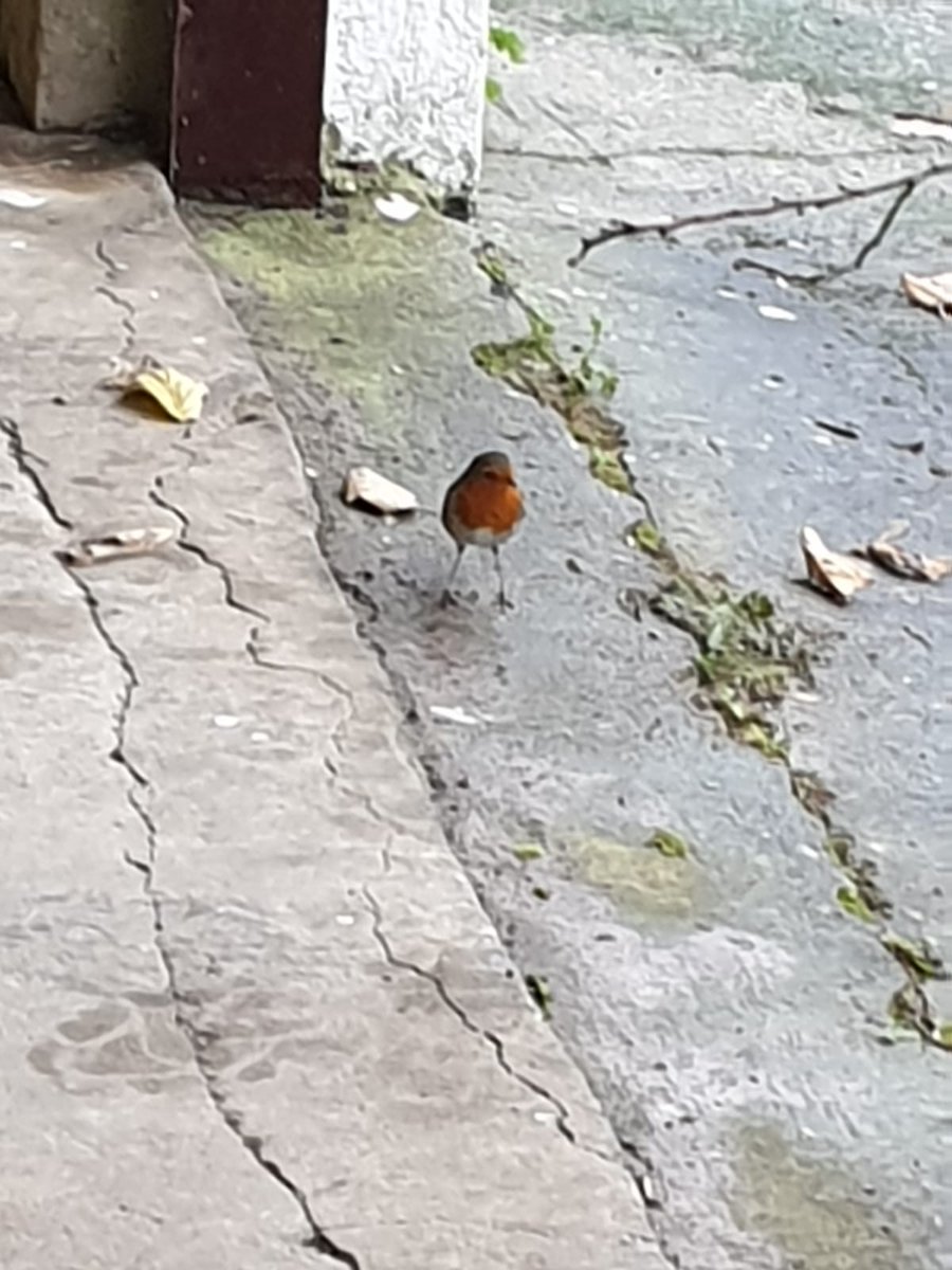 Fans of Pablo's legs (pablegs) will also enjoy this shot of him in the garage, giving a full bore power stance. If he comes back inside I'll let you all know.