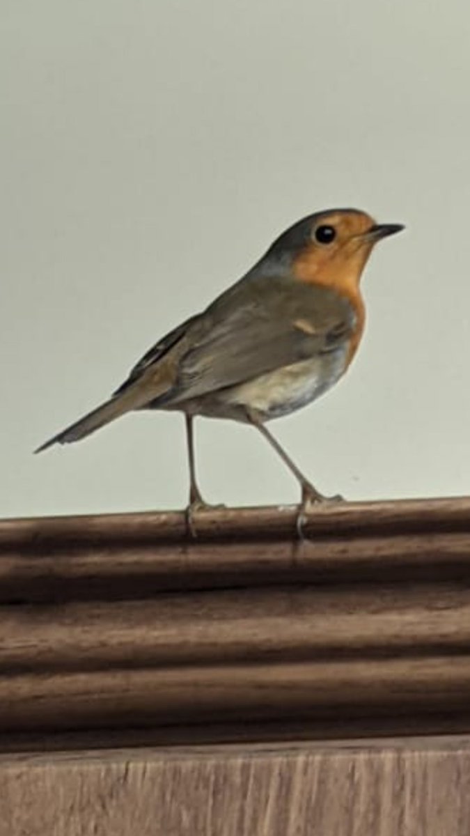 I do also wonder what it is about robins that makes them look so much like a watercolour of a robin. They truly are nature's delightful little painted lads.