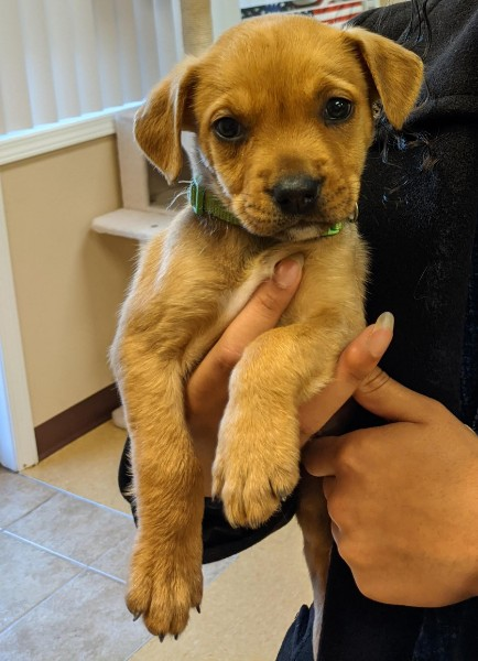 StrategicShepherd tweet media