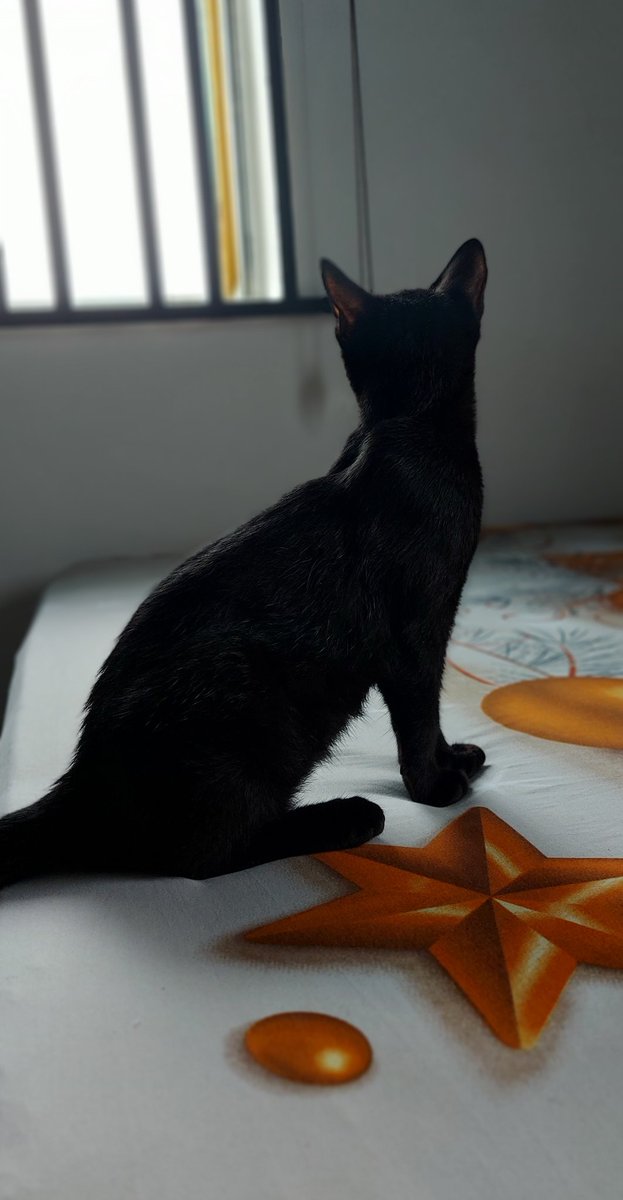 _chisomokafor's tweet photo. Nigerian cat parents, let's show off our babies.

Meet Shadow. She's 6months old. https://t.co/zDbyxJbPsw