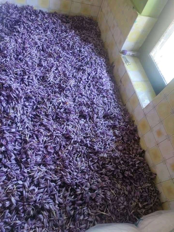 mykishtwar.com (@mykishtwar) on Twitter photo It's Saffron harvesting season is in <a href="/mykishtwar/">mykishtwar.com</a> (Jammu & Kashmir).
Kishtwar produce finest quality of Saffron.
<a href="/incredibleindia/">Incredible!ndia</a> It's Saffron harvesting season is in <a href="/mykishtwar/">mykishtwar.com</a> (Jammu & Kashmir).
Kishtwar produce finest quality of Saffron.
<a href="/incredibleindia/">Incredible!ndia</a>