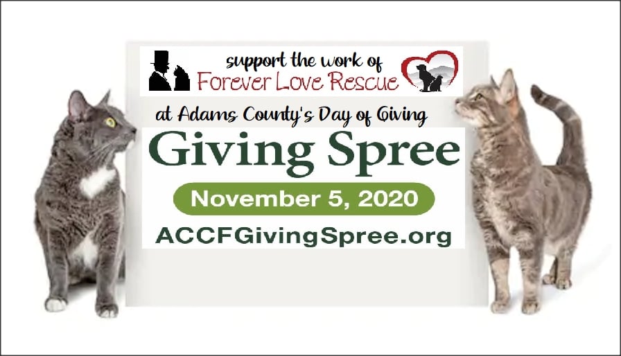 StephanieBaum1's tweet photo. TODAY is the BIG DAY!!!  Online Giving is now open at https://t.co/t07Qi2Y0oa or you can drop off at GAHS today 1-5
Adams County’s largest annual day of giving is here!
This year, the Giving Spree is virtual. You can help us reach our goal of $7500.00 by giving today! https://t.co/EwYHd8LjrO