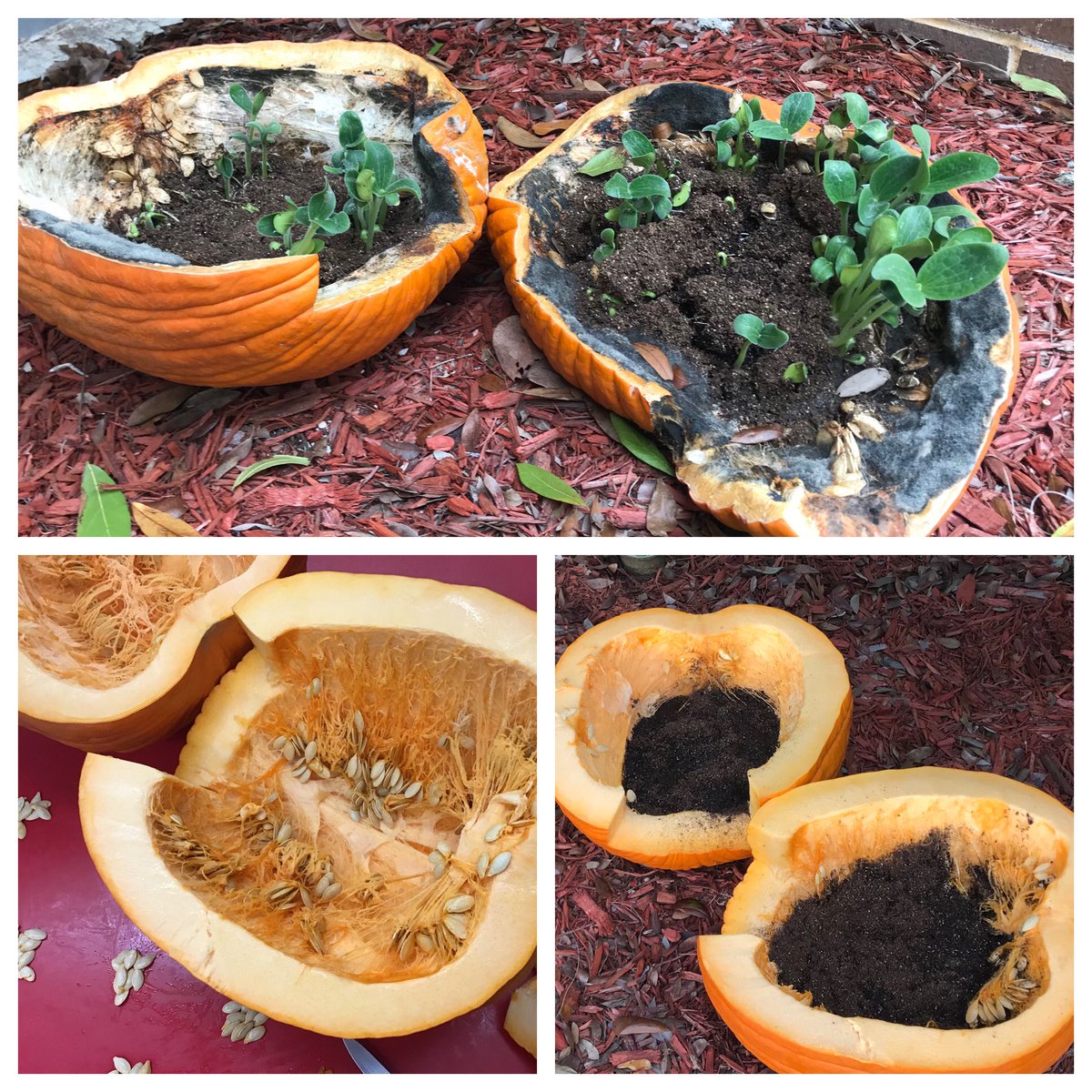 Nancy Bourne tweet media