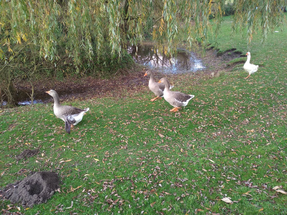 By a pond I see the parish church high on a hill and realise that my last tweet is wrong, and they Stert is a village, not a mere hamlet. My OS Map confirms it is a civil parish in it's own right.  #Wiltshire  #LockdownDay