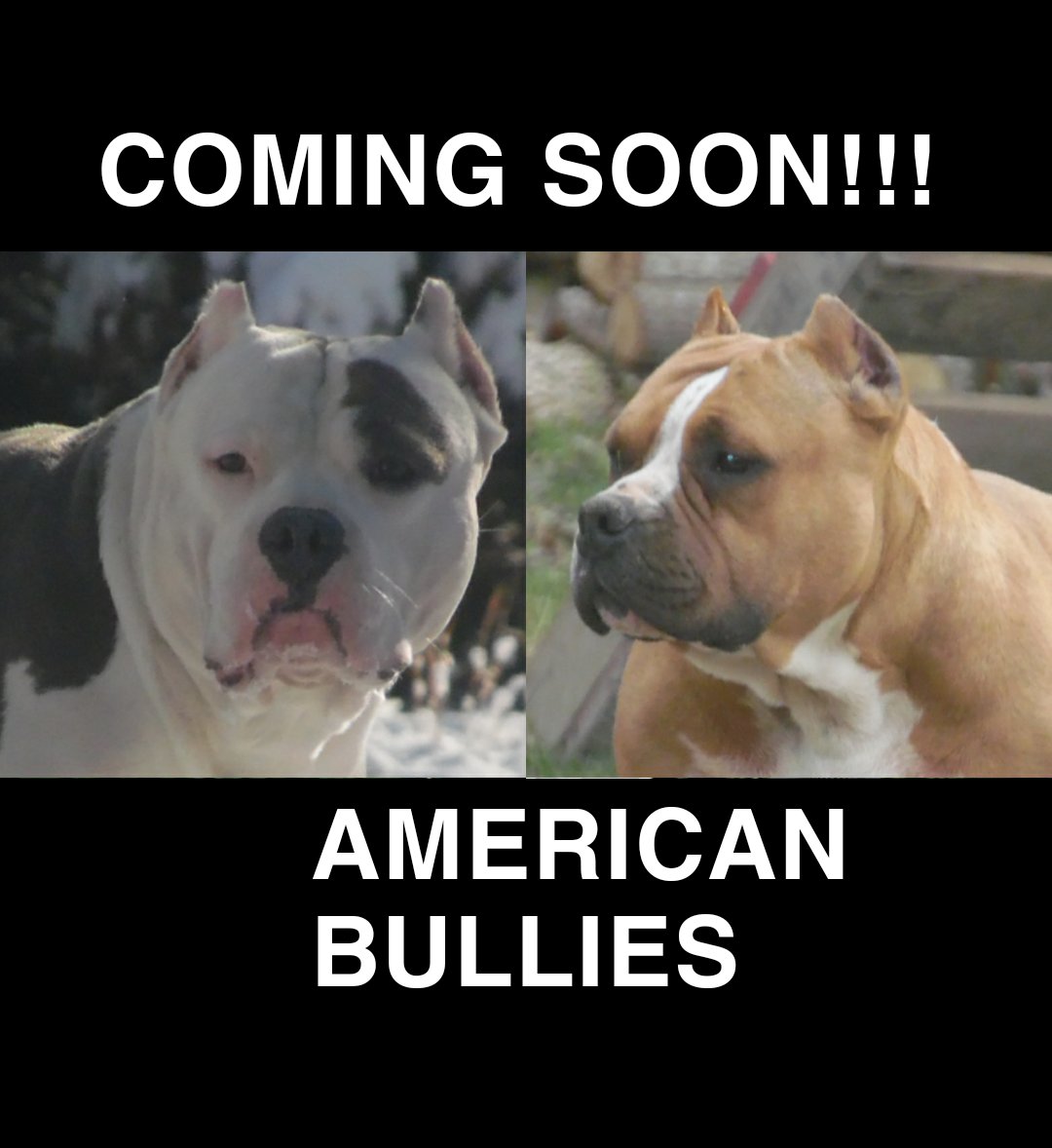 daxline bullies