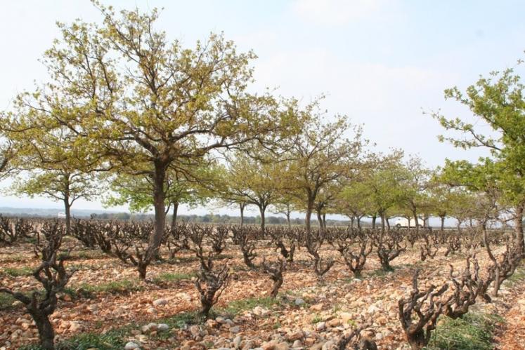 📰 On parle du #projetVITAE dans <a href="/VigneReussir/">Reussir Vigne</a> ! "VITAE, un pas vers une viticulture nouvelle." reussir.fr/vigne/vitae-un… / bit.ly/2U060eo