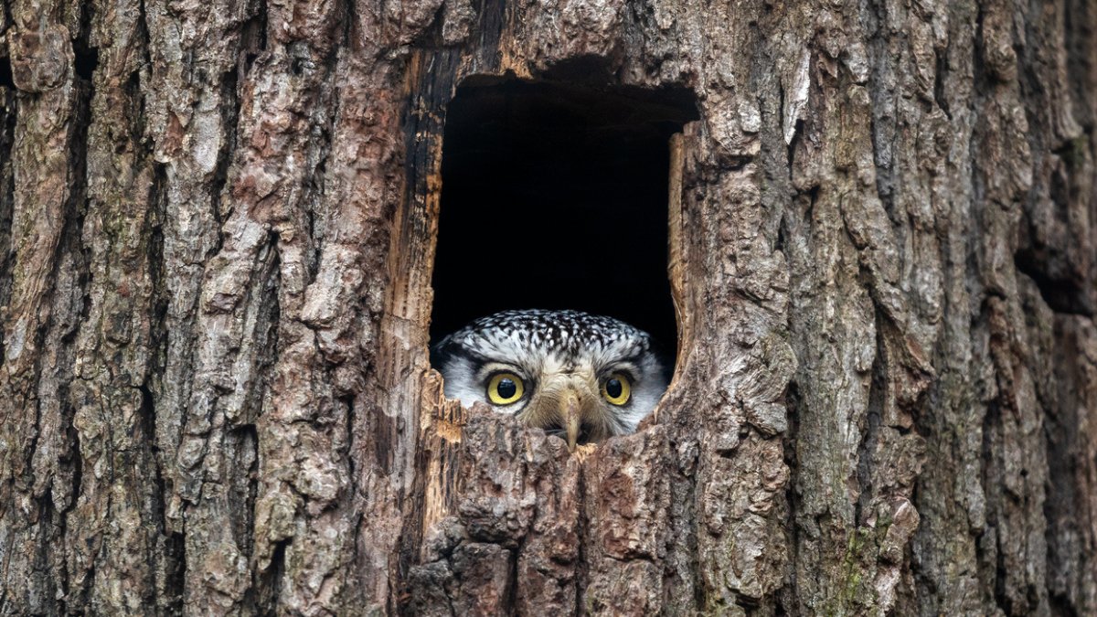 EU_ENV's tweet photo. Biodiversity, on which we all depend, is disappearing faster than ever. 

We want to hear your views on how we can protect our valuable #EUBiodiversity and put #OurNature on the path to recovery. 🌱🦋🌲

#EUHaveYourSay by 2 December 👉 https://t.co/6vXf7GdiPC 

#ForNature https://t.co/j82mXR4kJC