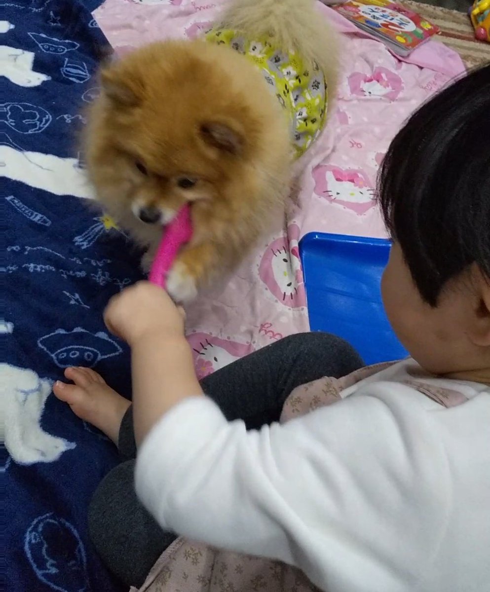 mokyu703's tweet photo. もなかは子守上手。
まりもはやや苦手みたい😅 https://t.co/hVc1Vu2c5I
