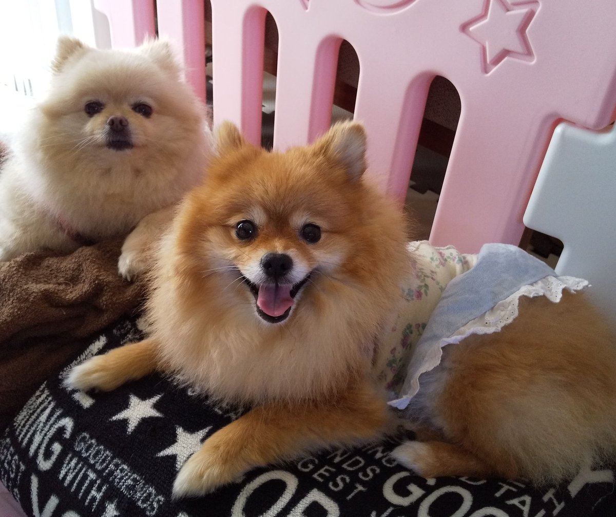 mokyu703's tweet photo. もなかは子守上手。
まりもはやや苦手みたい😅 https://t.co/hVc1Vu2c5I
