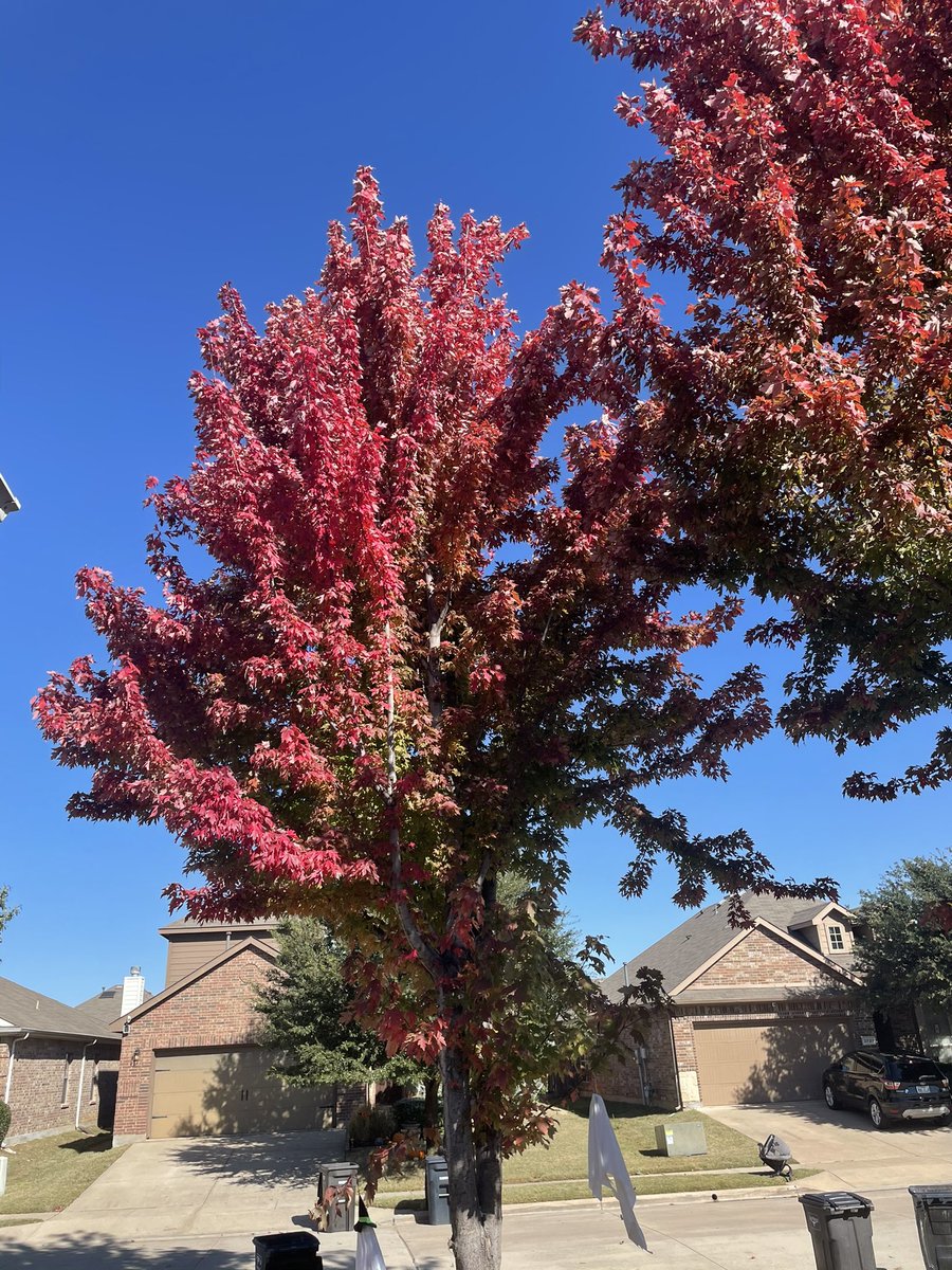 TheJacobRod's tweet image. I love fall