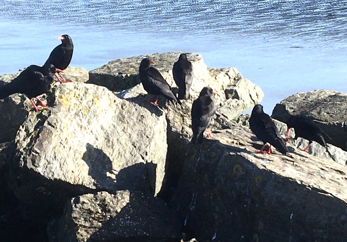 pwolstenholme's tweet photo. Close encounter with a group of Choughs, which allowed approach to 3-4 https://t.co/dCYu7Qqzu0 on my phone. #courtmac #WildAtlanticWay #coolmain#birds https://t.co/aG8VXMI0Ii