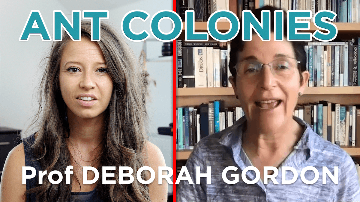 ideas_earth's tweet photo. This #Election, learn about how thousands of species have become some of the most successful & resilient on this planet with no leader at all!
W Prof Deborah Gordon of @StanfordHumSci
#podcast #ants #AntColonies #AcademicTwitter https://t.co/em6X1G89JP