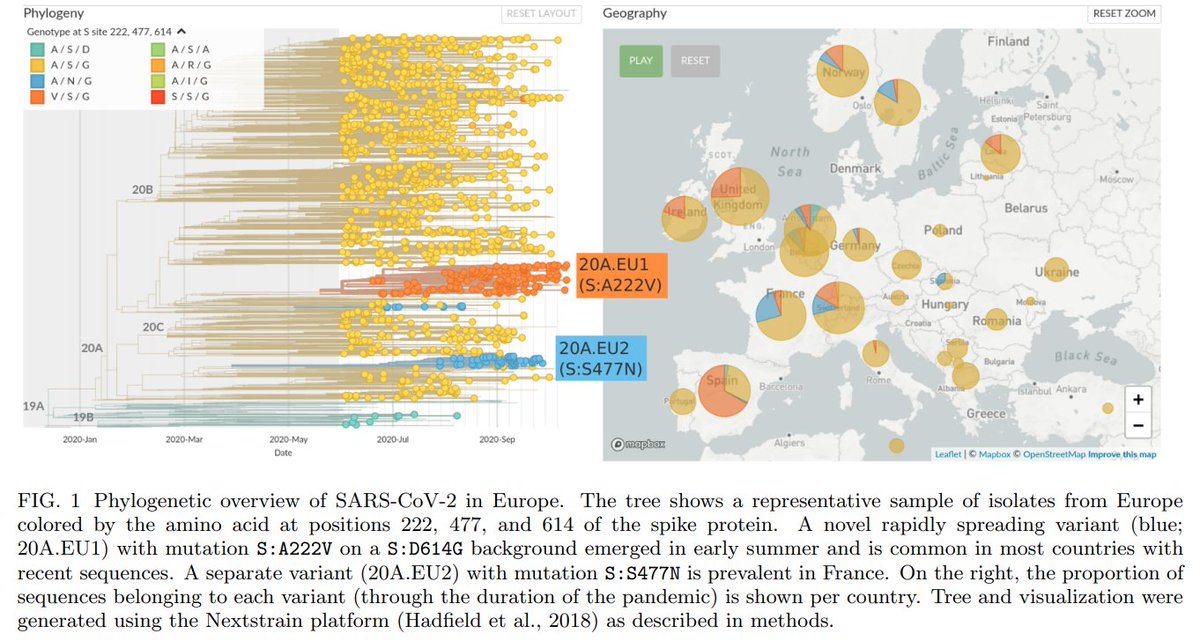 raoult_didier's tweet image. Circulation de variants du SARS-COV2 : d&apos;autres résultats confirment nos observations, comme cet article publié par une équipe suisse et espagnole.
medrxiv.org/content/10.110…