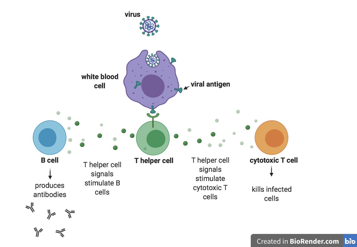 ...white blood cells to destroy ingested microbes, and cytotoxic T cells to directly kill infected target cells (see schematic). Before T cells encounter their first antigen, they are considered to be “naïve.” (6/n)