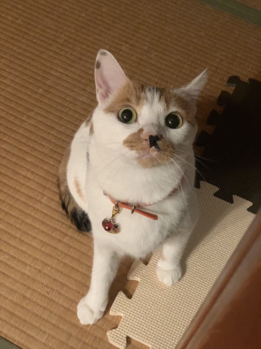 arinko_3's tweet photo. https://t.co/yBrMoRdpmb