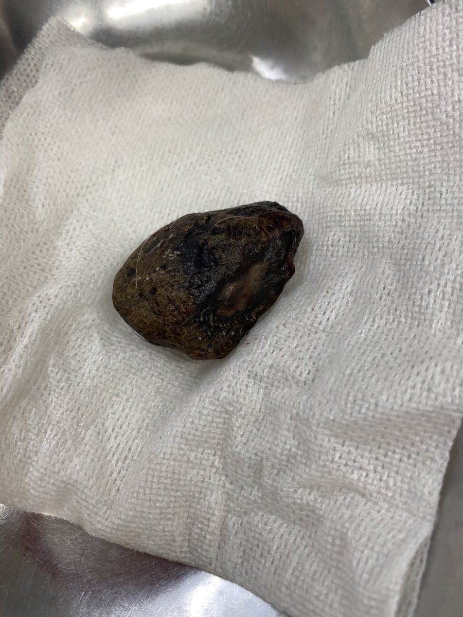 異物に次ぐ異物。
数日の間に異物が続くとは、食欲の秋とはいえお腹を切るのは避けたいですよね！
美味しそうでも我慢しましょうね〜〜！